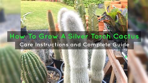 how to propagate silver torch cactus