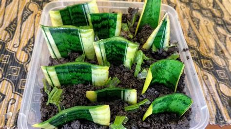 how to propagate snake plant from a cut leaf