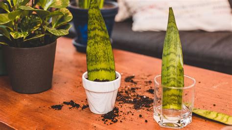 how to propagate snake plant in soil