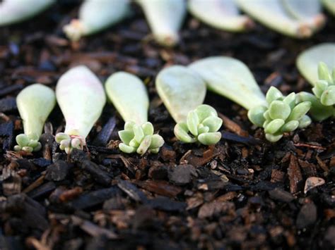 How to Propagate Succulents The garden!