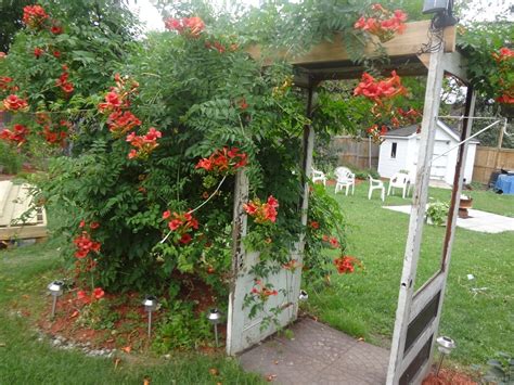 how to propagate trumpet vine