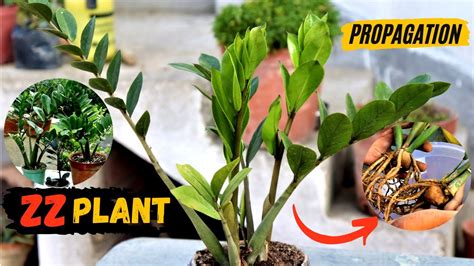 how to propagate zanzibar plant