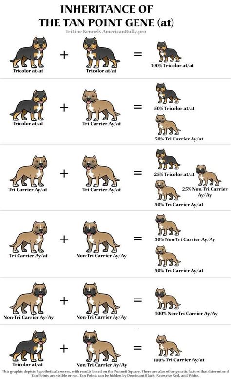 how to properly breed dogs