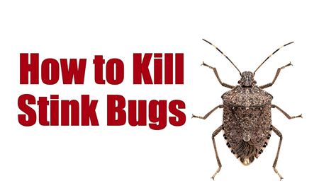 How To Properly Kill A Stink Bug