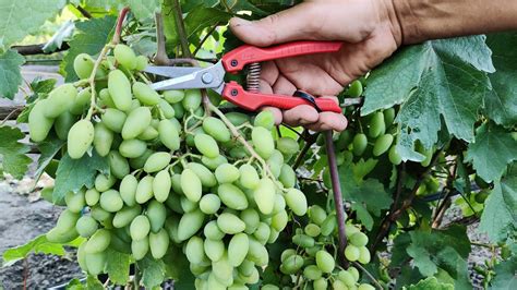 How To Properly Trim Grape Vines