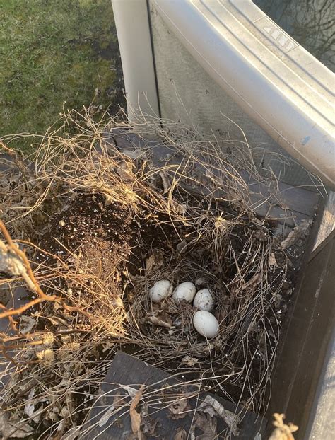 Ultimate Guide: Defending Duck Nests from Predators and Threats