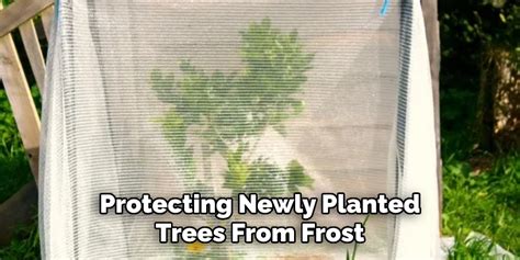 How To Protect A Pear Tree From Frost