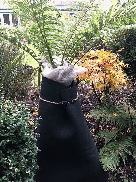 How To Protect A Tree Fern From Frost