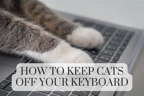 How To Protect Keyboard From Cats