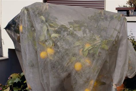 How To Protect Lemon Tree In Winter Uk