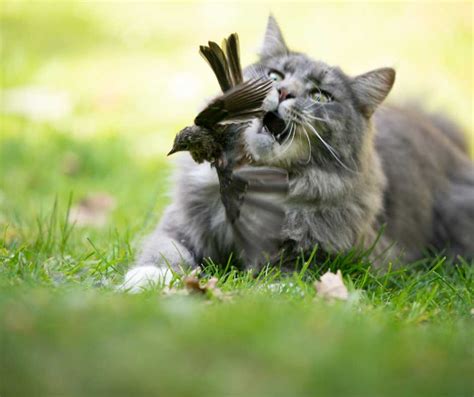 How To Protect Robin's Nest From Cats