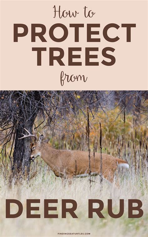 How To Protect Tree Trunks From Deer