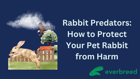 How To Protect Your Rabbit From Predators