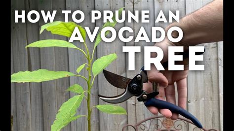 How To Prune A Avocado Tree