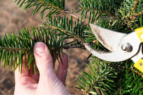 How To Prune A Fir Tree
