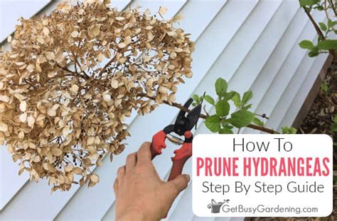 How To Prune A Hydrangea Tree For Winter