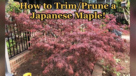 how to prune a japanese maple