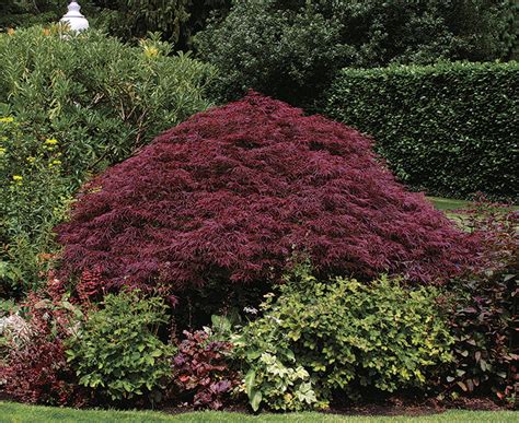 how to prune a laceleaf japanese maple