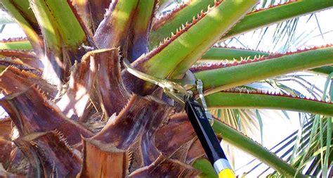 How To Prune A Palm Tree Correctly