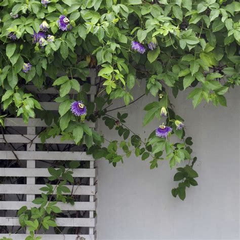 how to prune a passion flower vine