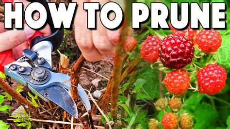 How To Prune A Raspberry Bush