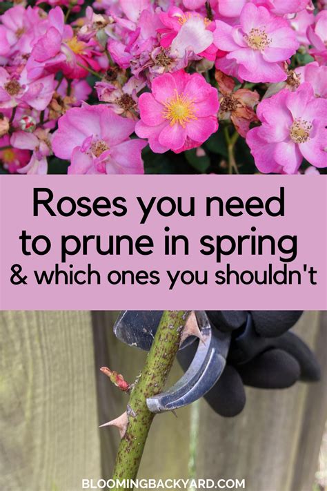 How To Prune A Rose Tree In Spring