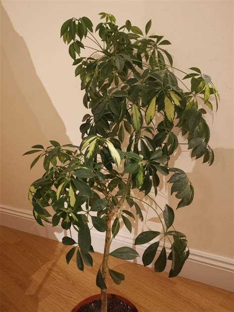 how to prune a schefflera