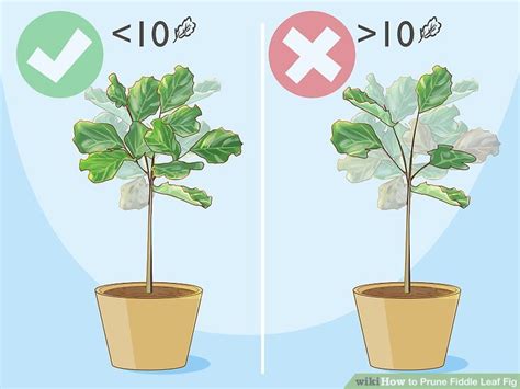 How To Prune A Tall Fiddle Leaf Fig