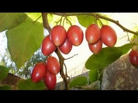 How To Prune A Tamarillo Tree