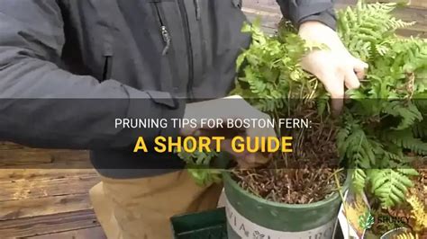 How To Prune A Tree Fern