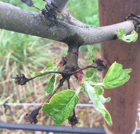 How To Prune An Apple Tree With Fire Blight