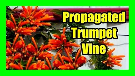 how to prune and propagate trumpet vine
