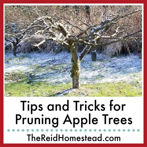 How do you prune an apple tree?