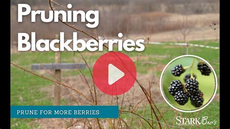 How to Prune Blackberries Gardener’s Path Make House Cool