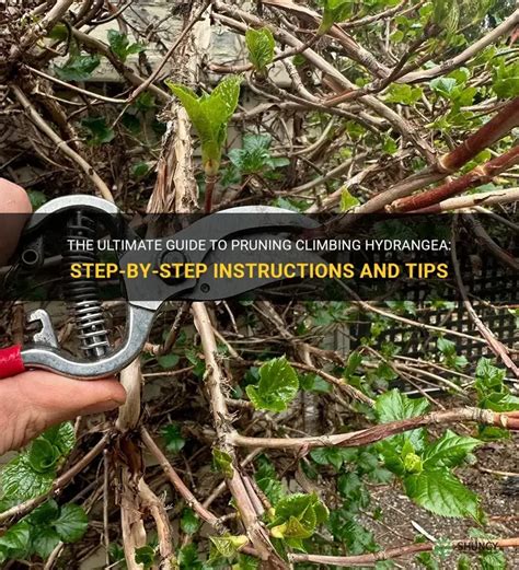 How To Prune Climbing Hydrangea Uk