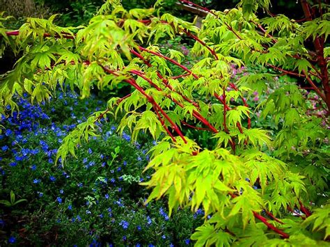 how to prune coral bark japanese maple tree