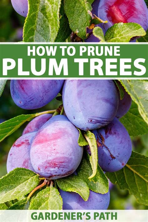 How To Prune Dwarf Plum Trees