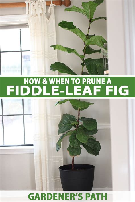 How To Prune Fiddle Leaf Fig Tree In Pot
