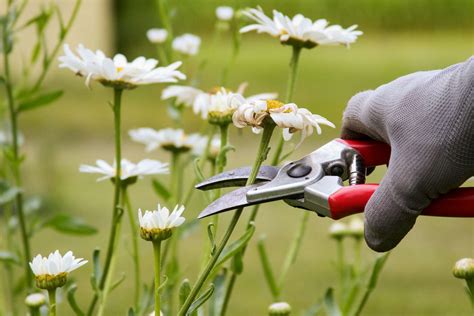 How To Prune Flowers
