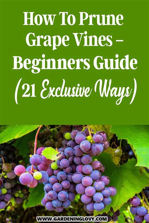 How To Prune Grape Vines For Beginners