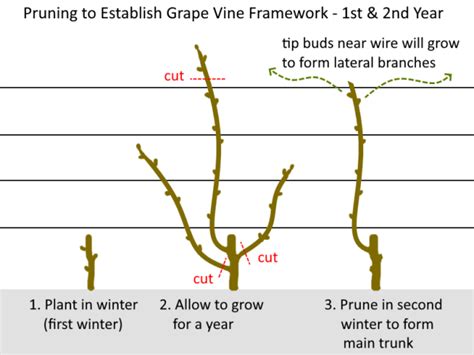 How To Prune Grape Vines For Fruit Development