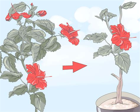 how to prune hibiscus