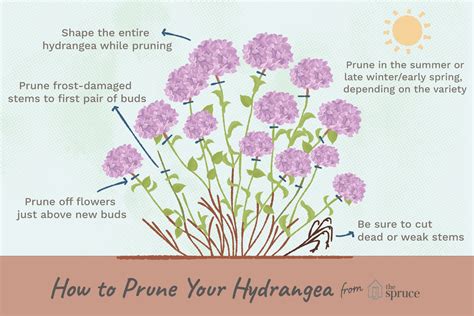how to prune hydrangea
