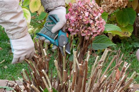 How To Prune Large Hydrangea