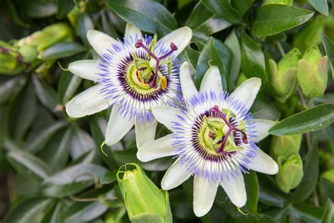 how to prune passion flower uk