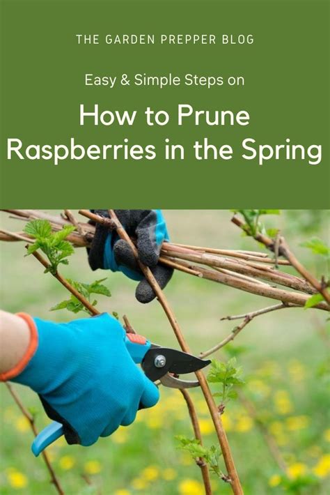 How To Prune Raspberries For A Bumper Harvest Year After Year in 2020