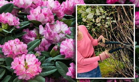 How to Trim or Prune a Rhododendron in 2021 Flower garden plants