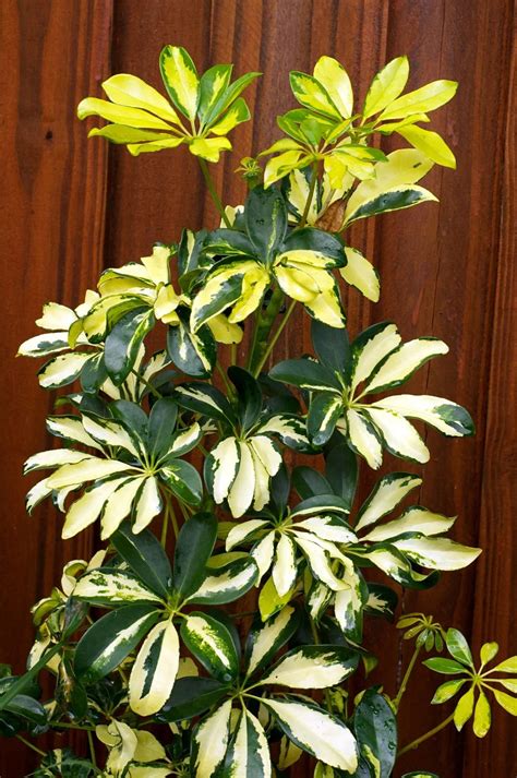 how to prune schefflera plant