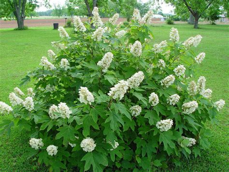 How To Prune Snowflake Hydrangea