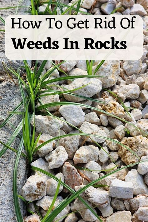 How To Pull Weeds From Rocks
